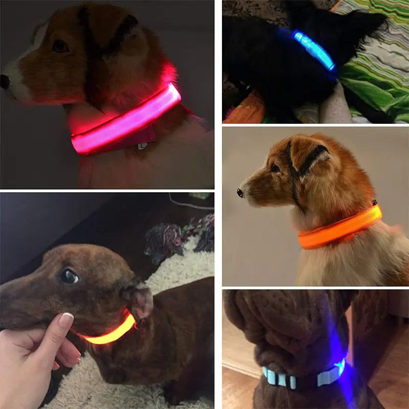 Rechargeable LED Dog Collar - BlissfulBasic